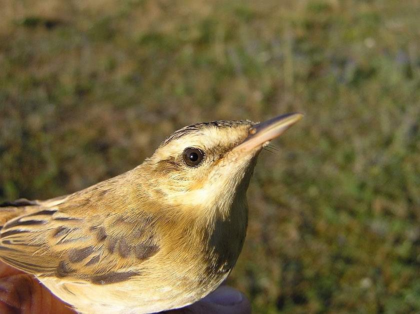 Sedge Warbler, Sundre 20080731